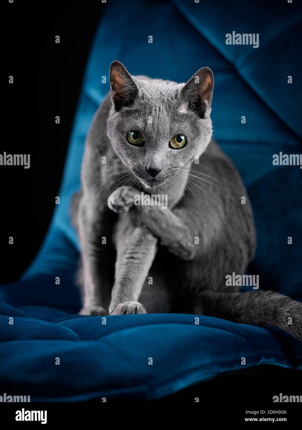 Eine verspielte, neugierige russische blaue Katze, die elegant auf einem blauen Stuhl in einem Studio sitzt. Das schöne Fell und der neugierige Blick sorgen für einen fesselnden Charme Stockfoto