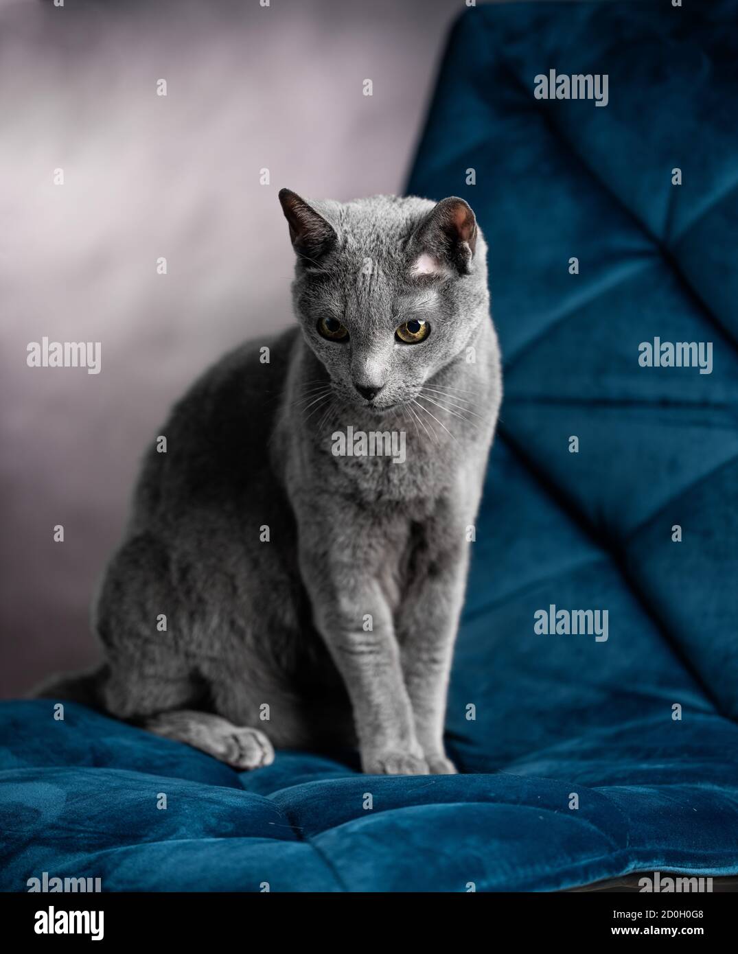 Eine verspielte, neugierige russische blaue Katze, die elegant auf einem blauen Stuhl in einem Studio sitzt. Das schöne Fell und der neugierige Blick sorgen für einen fesselnden Charme Stockfoto