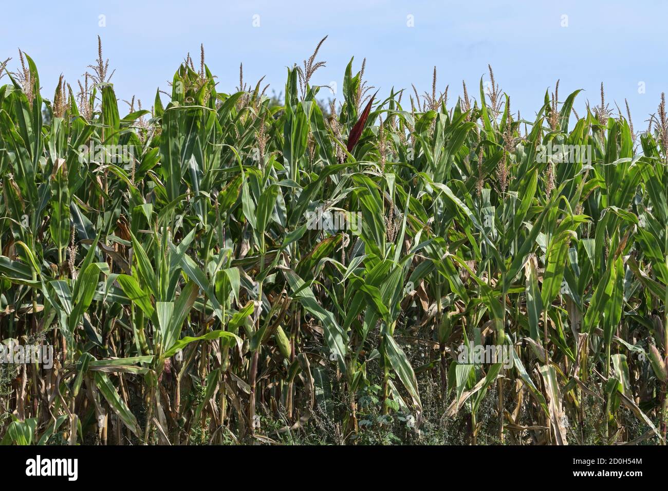 Grünes Kornfeld gegen blauen Himmel, Monokultur im Norden Deutschlands Stockfoto