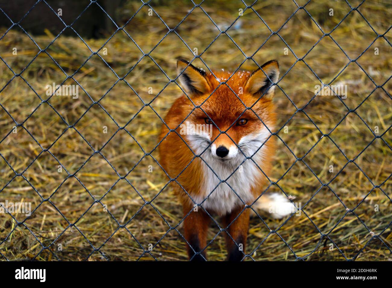 Ein schöner Rotfuchs hinter einem Käfig. Rehabilitationszentrum für Wildtiere. Tierschutz Stockfoto
