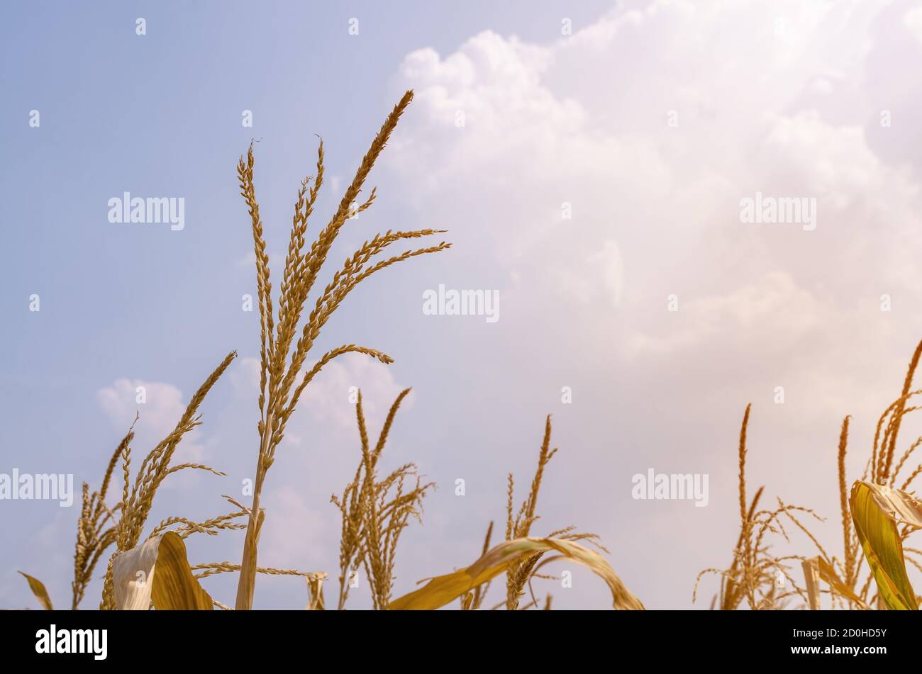 Ernte Mais-Feld Stockfoto