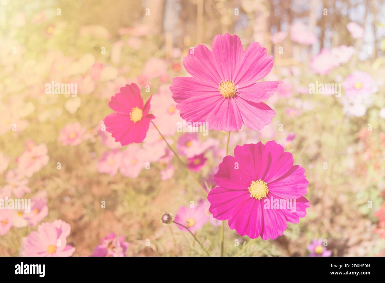 Rosa Blumen mexikanische Diasy Stockfoto