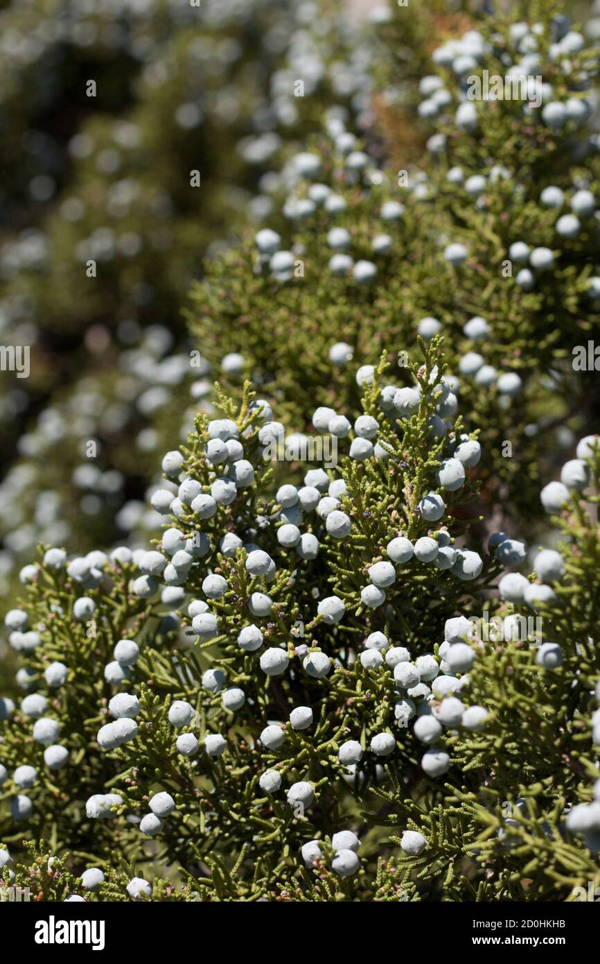 Blaue weibliche Samenkegel, California Juniper, Juniperus californica, Cupressaceae, einheimischer Strauch, Joshua Tree National Park, South Mojave Desert, Sommer. Stockfoto