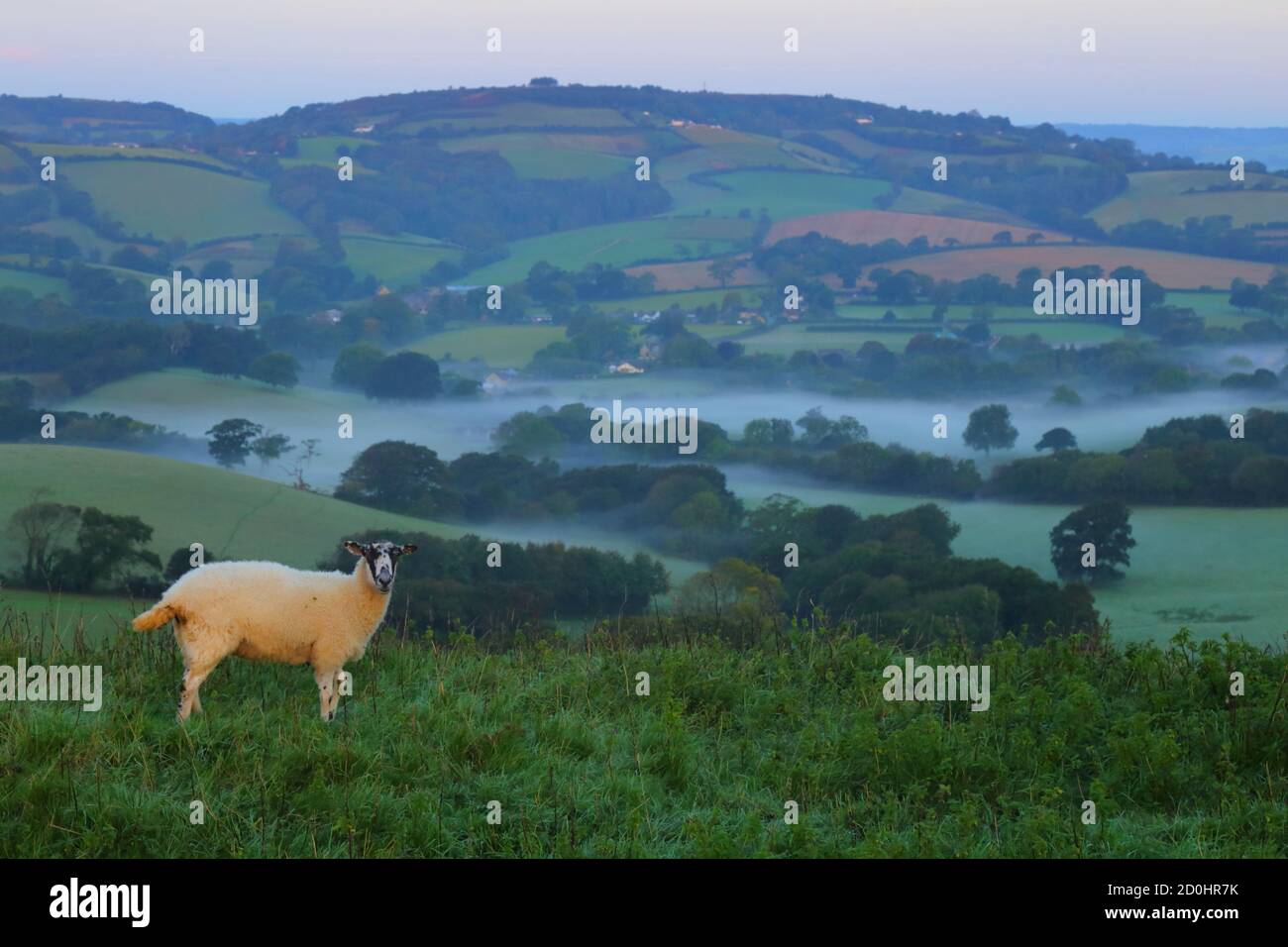 Schafe auf dem Ackerland in Dorset bei Sonnenaufgang Stockfoto