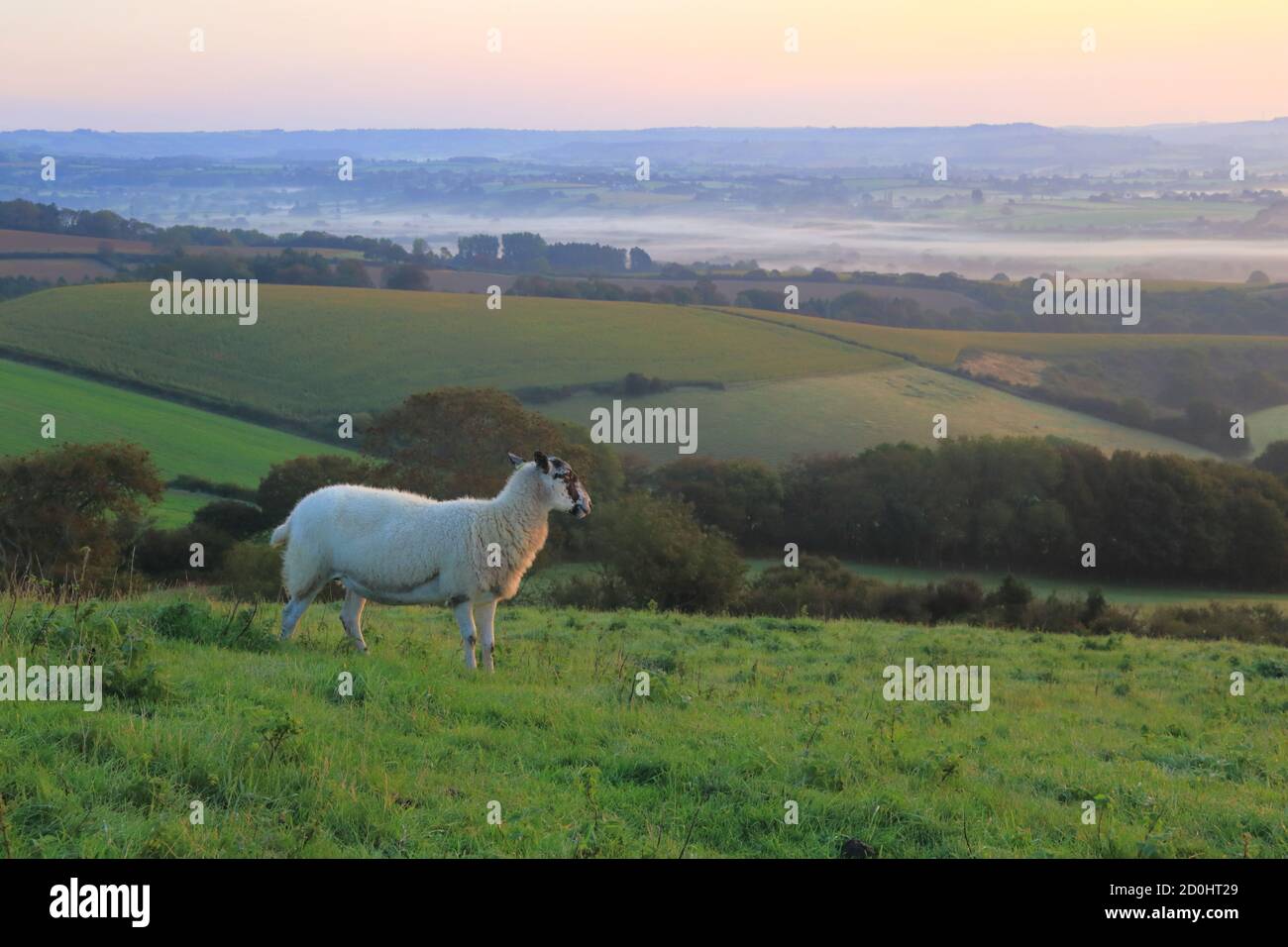 Schafe auf dem Ackerland in Dorset bei Sonnenaufgang Stockfoto