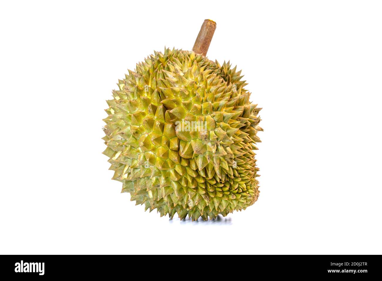 Monthong Durian ist die am häufigsten exportierte Frucht in Thailand, isoliert auf weißem Hintergrund. Stockfoto