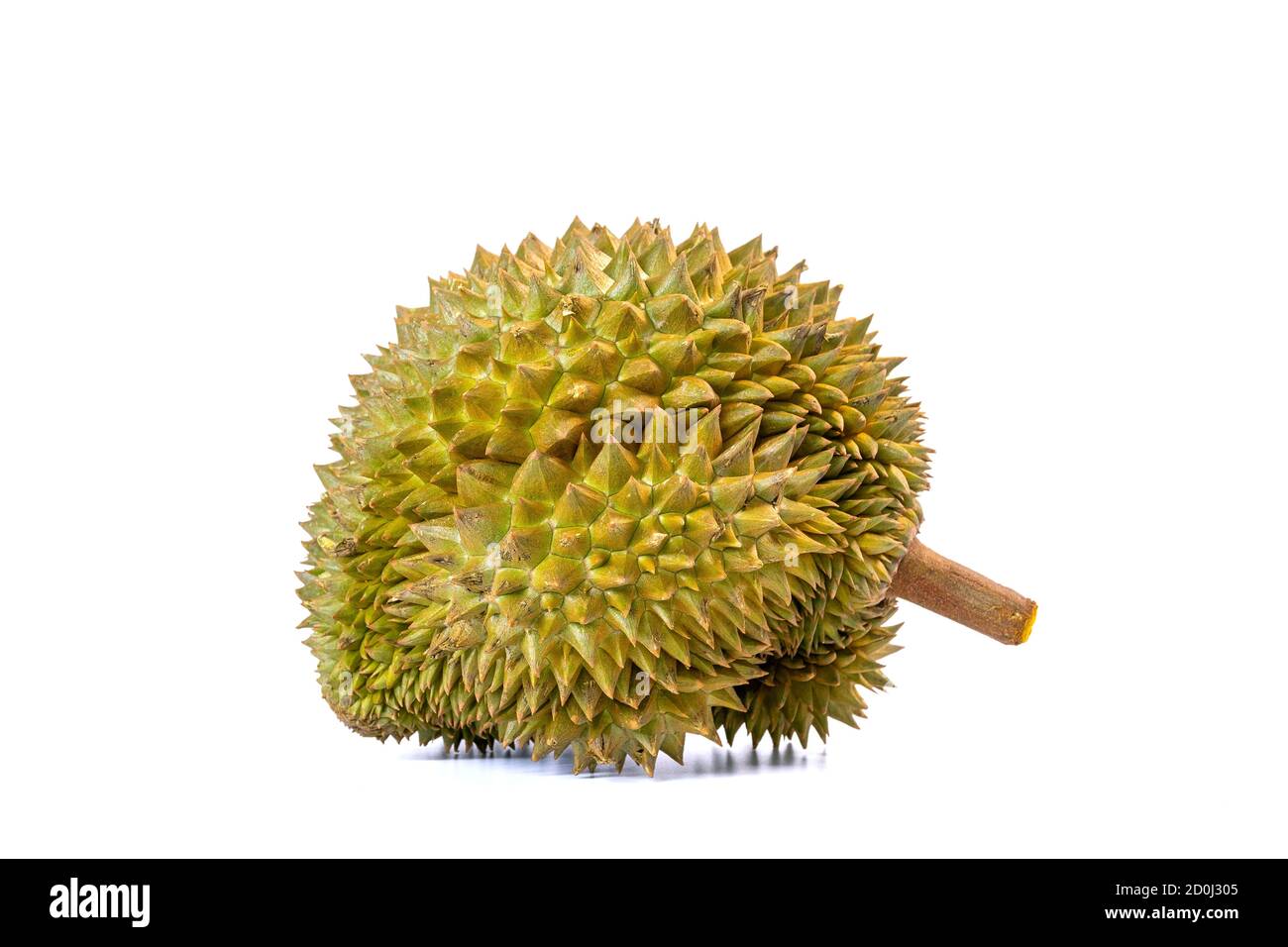 Monthong Durian ist die am häufigsten exportierte Frucht in Thailand, isoliert auf weißem Hintergrund. Stockfoto