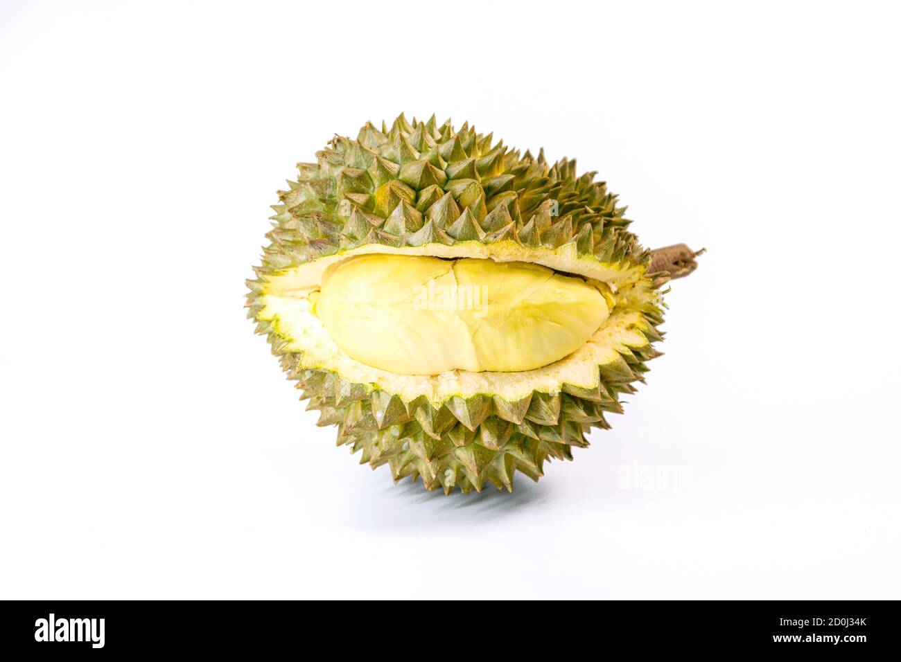 Monthong Durian ist die am häufigsten exportierte Frucht in Thailand, isoliert auf weißem Hintergrund. Stockfoto