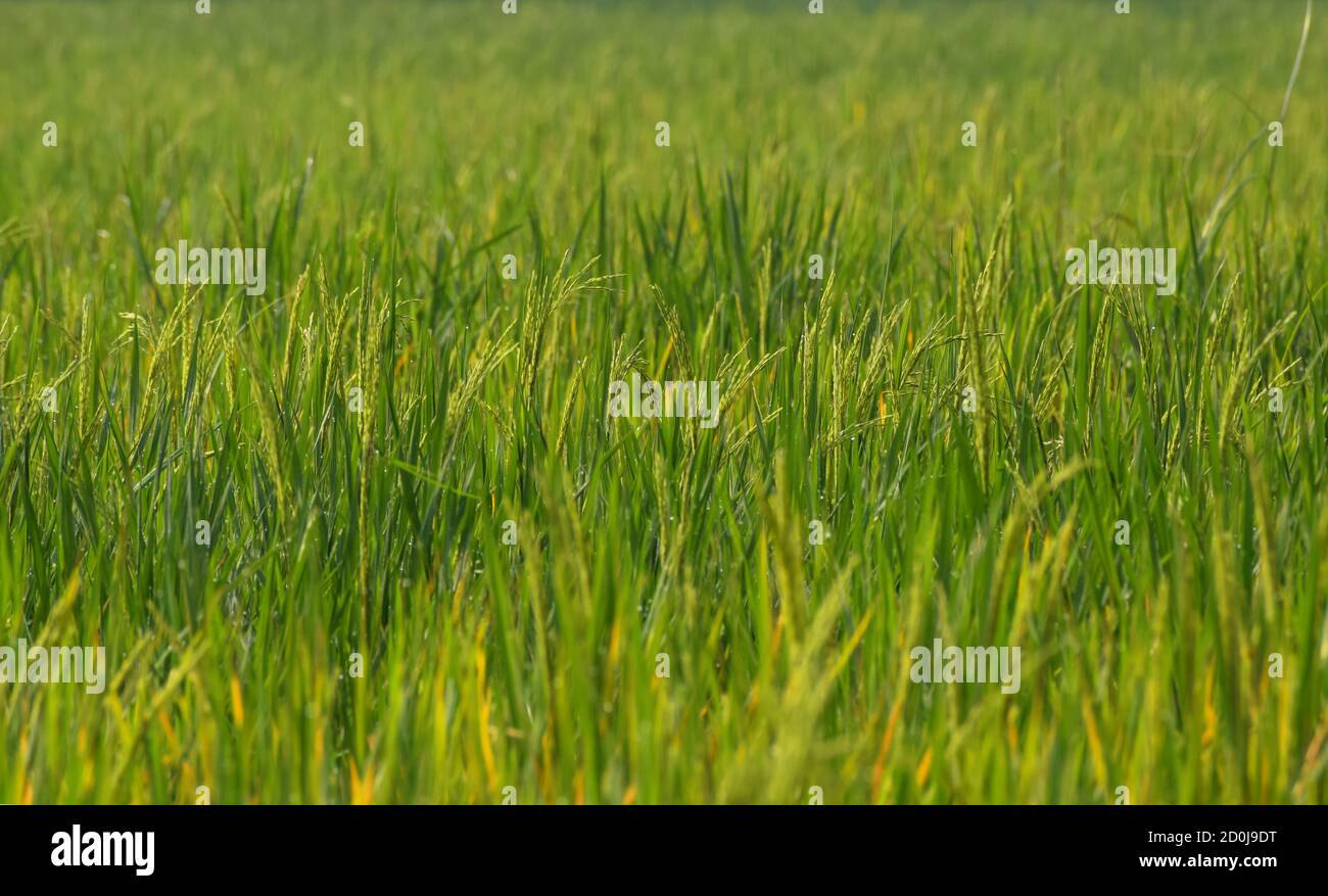 Schöne Nahaufnahme von grünen Reispflanzen mit Tautropfen in einem organischen landwirtschaftlichen Bereich von Indien, Asien. Textur und Hintergrund Tapete Stock Foto Stockfoto