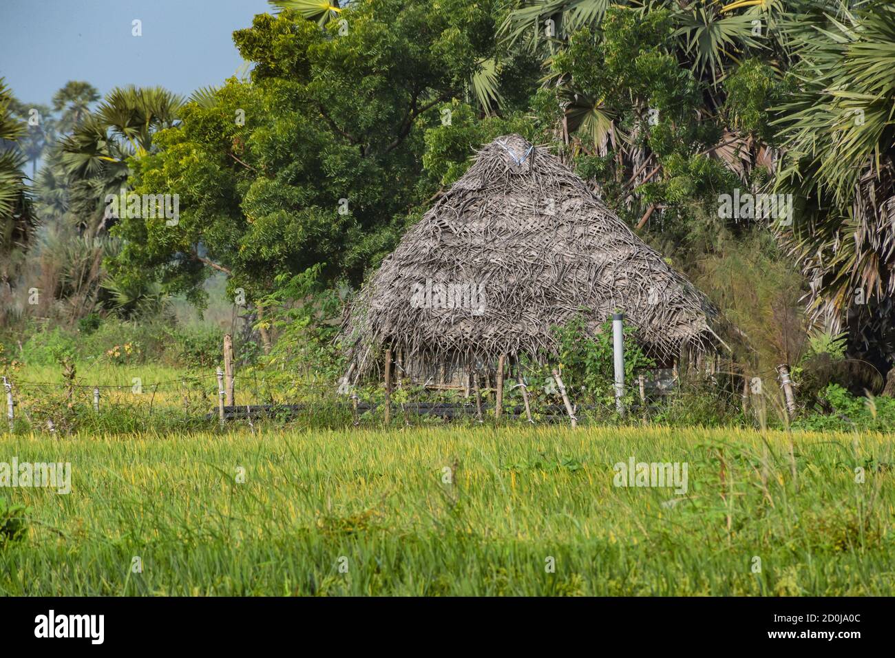 Traditionelle umweltfreundliche Kokosblatt-Hütte in einem frischen natürlichen landwirtschaftlichen Land in Indien, Asien isoliert Stockfoto