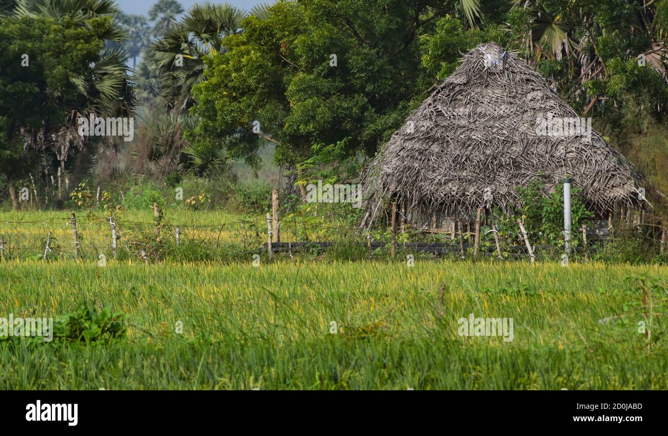 Traditionelle umweltfreundliche Kokosblatt-Hütte in einem frischen natürlichen landwirtschaftlichen Land in Indien, Asien isoliert Stockfoto