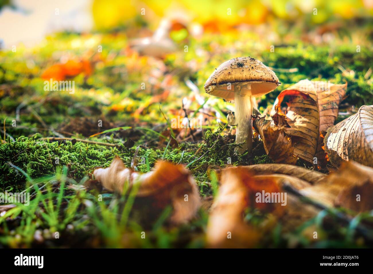 Ein einziger nicht essbarer Pilz im bunten Frühlingswald Hintergrund Stockfoto