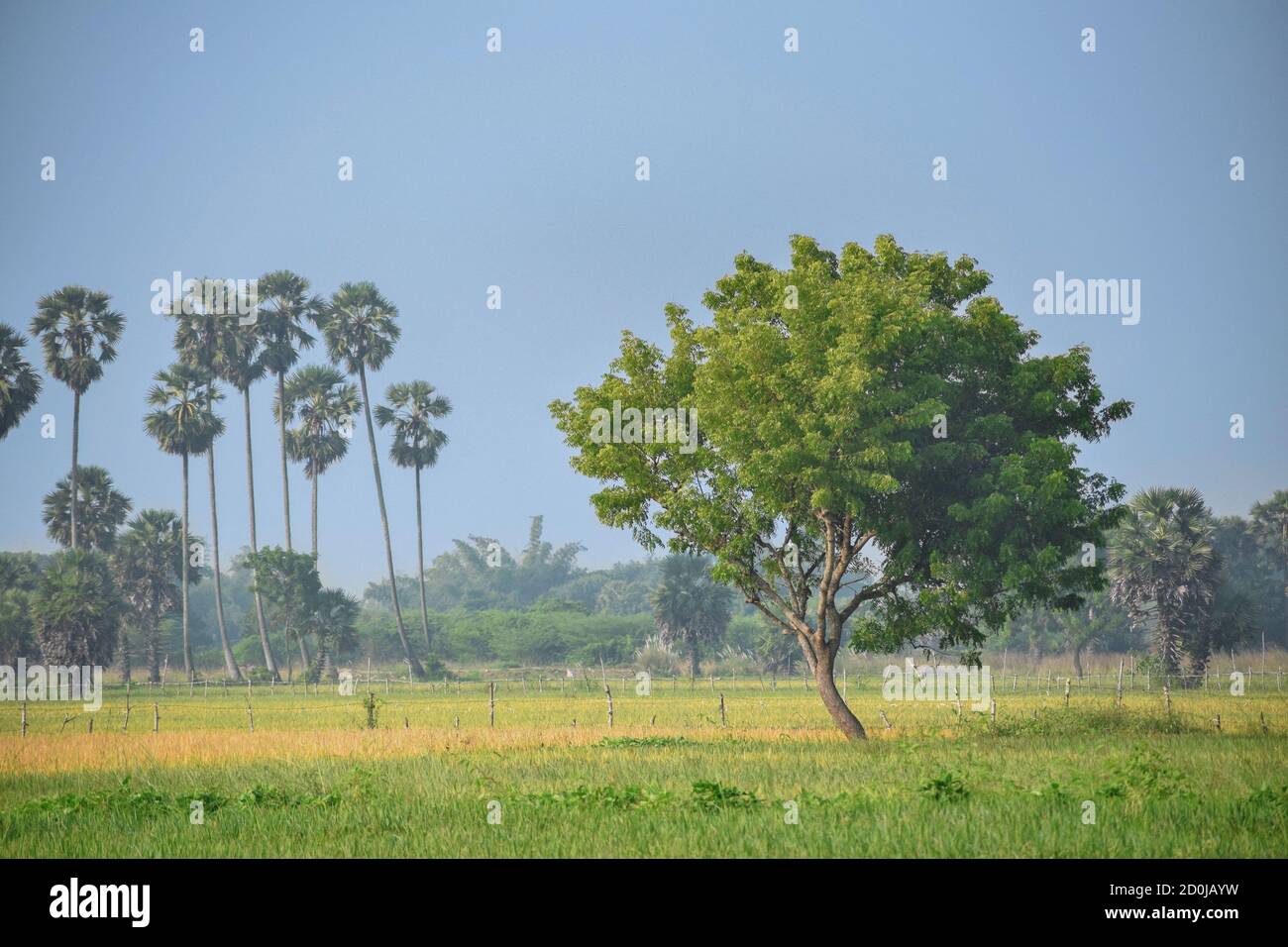 Natürliche Landschaft eines isolierten medizinischen Neembaumes (Azadirachta indica) Allein in einem frischen ländlichen landwirtschaftlichen Umfeld Stockfoto