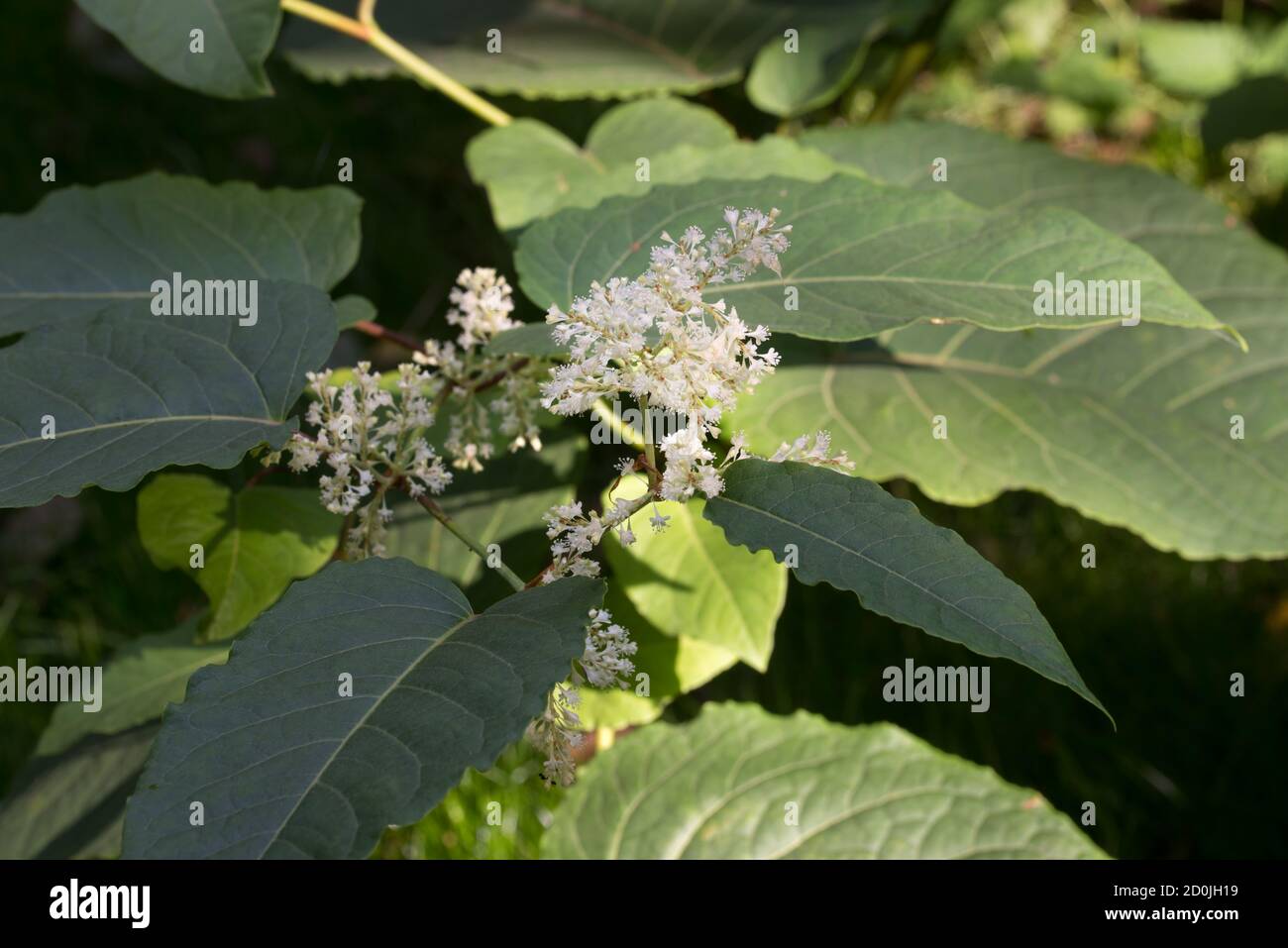 Reynoutria japonica, asiatische Knospenblüten und Blätter selektiven Fokus Stockfoto
