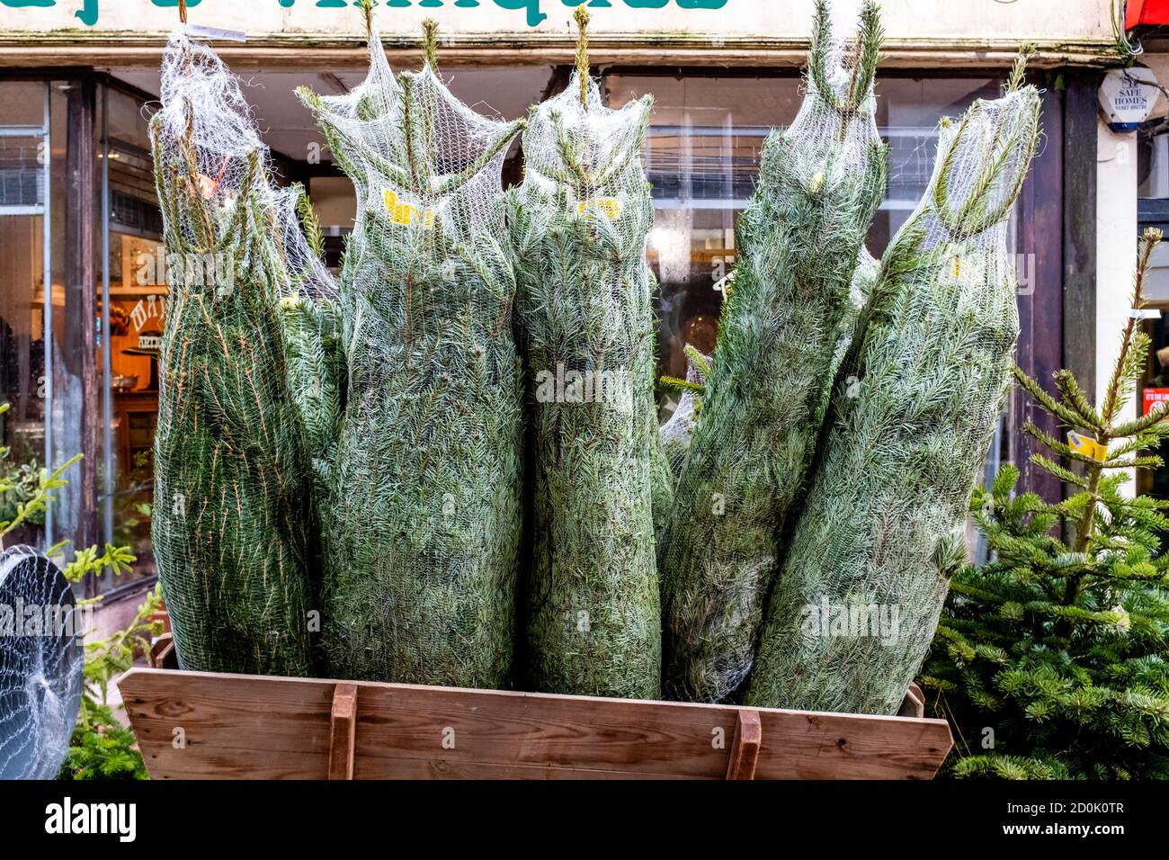 Weihnachtsbäume zum Verkauf, High Street, Lewes, East Sussex, Großbritannien. Stockfoto
