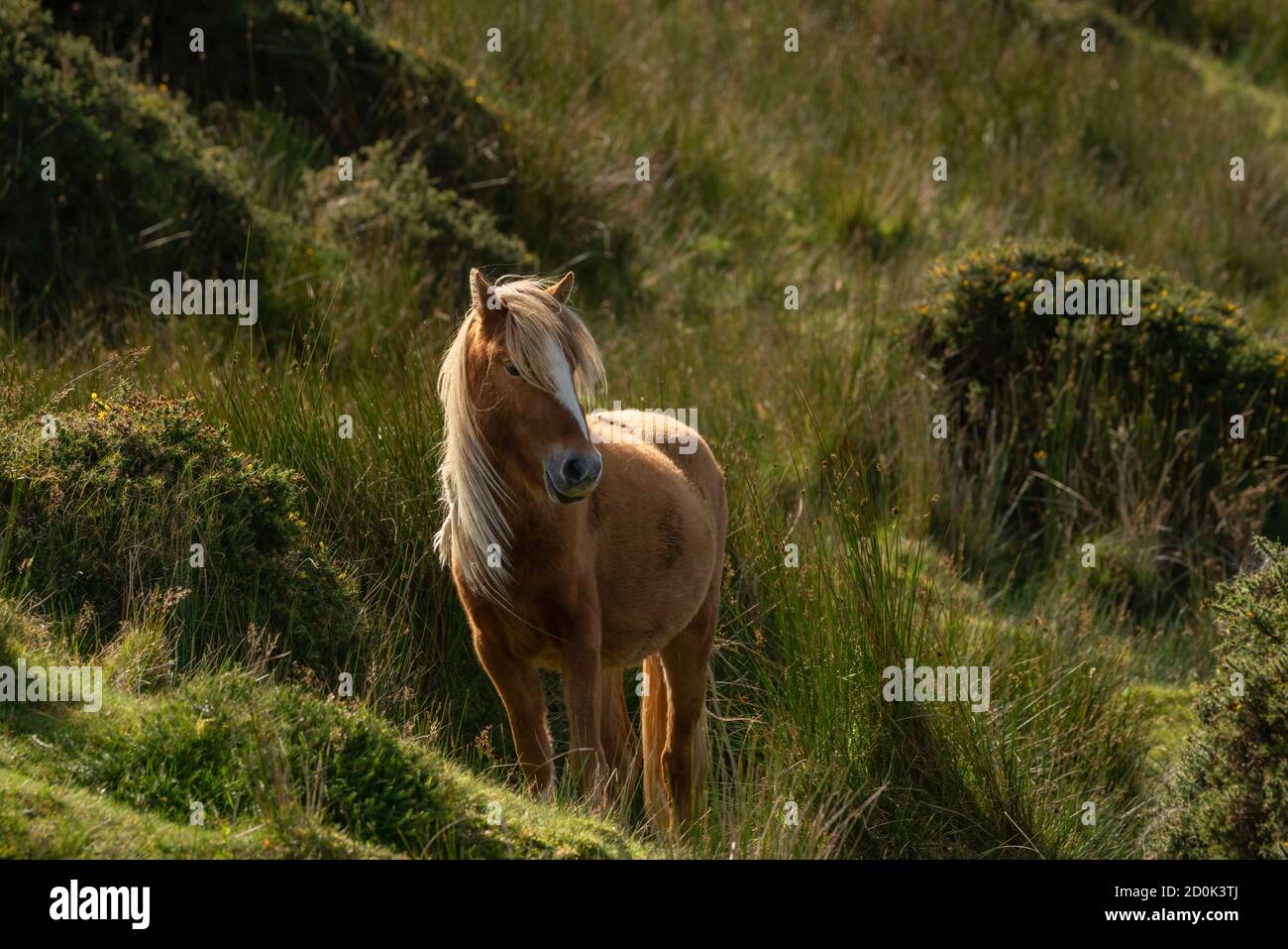 Carneddau Pony, Spätsommer in der Carneddau Bergkette des Snowdonia Nationalparks. Stockfoto