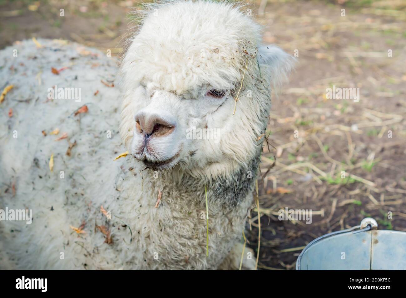 Portrait von schmutzigen weißen Alpaka auf dem Bauernhof Stockfoto