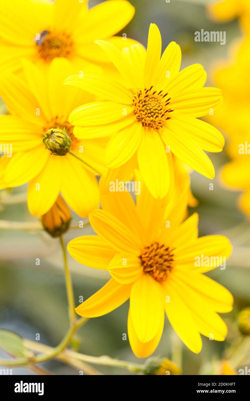 Jerusalemer Artischocke (Helianthus tuberosus), Sonnenwurzel, Sonnenwurzel, Erdäpfel oder Topinambour, im Osten Nordamerikas heimische Sonnenblumenarten, Culti Stockfoto