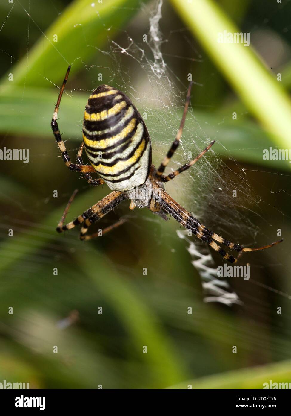 Eine Wespenspinne im Netz Stockfoto