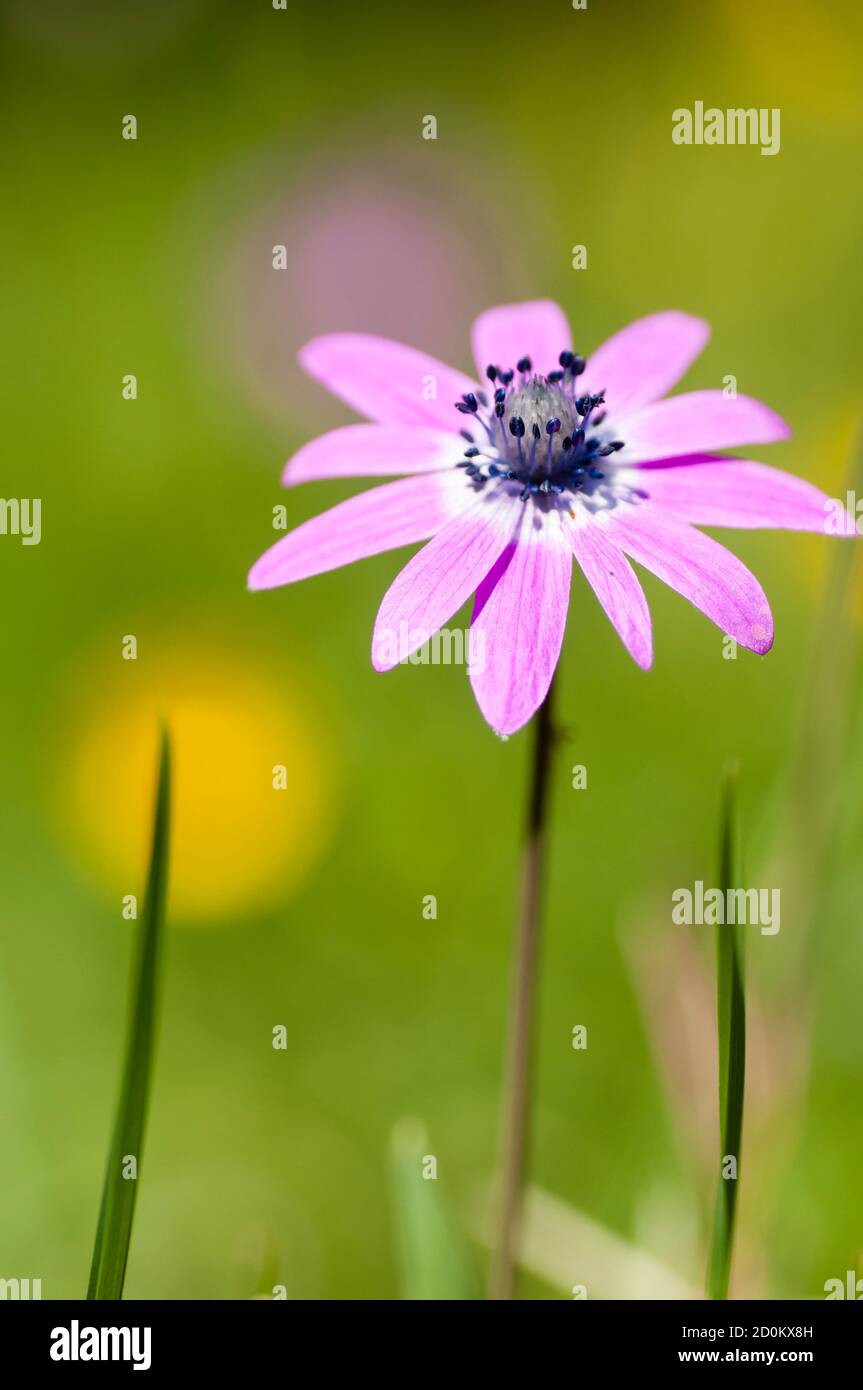 Rosa Sonnenblumenkerne, Anemone, Blume in voller Blüte Stockfoto