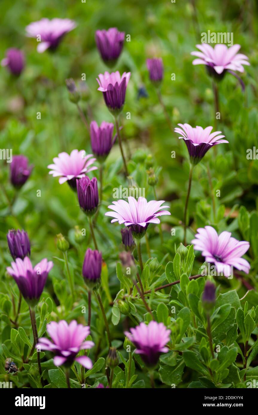 Rosa Sonnenblumenkerne, Dimorphotheca, Blume in voller Blüte Stockfoto