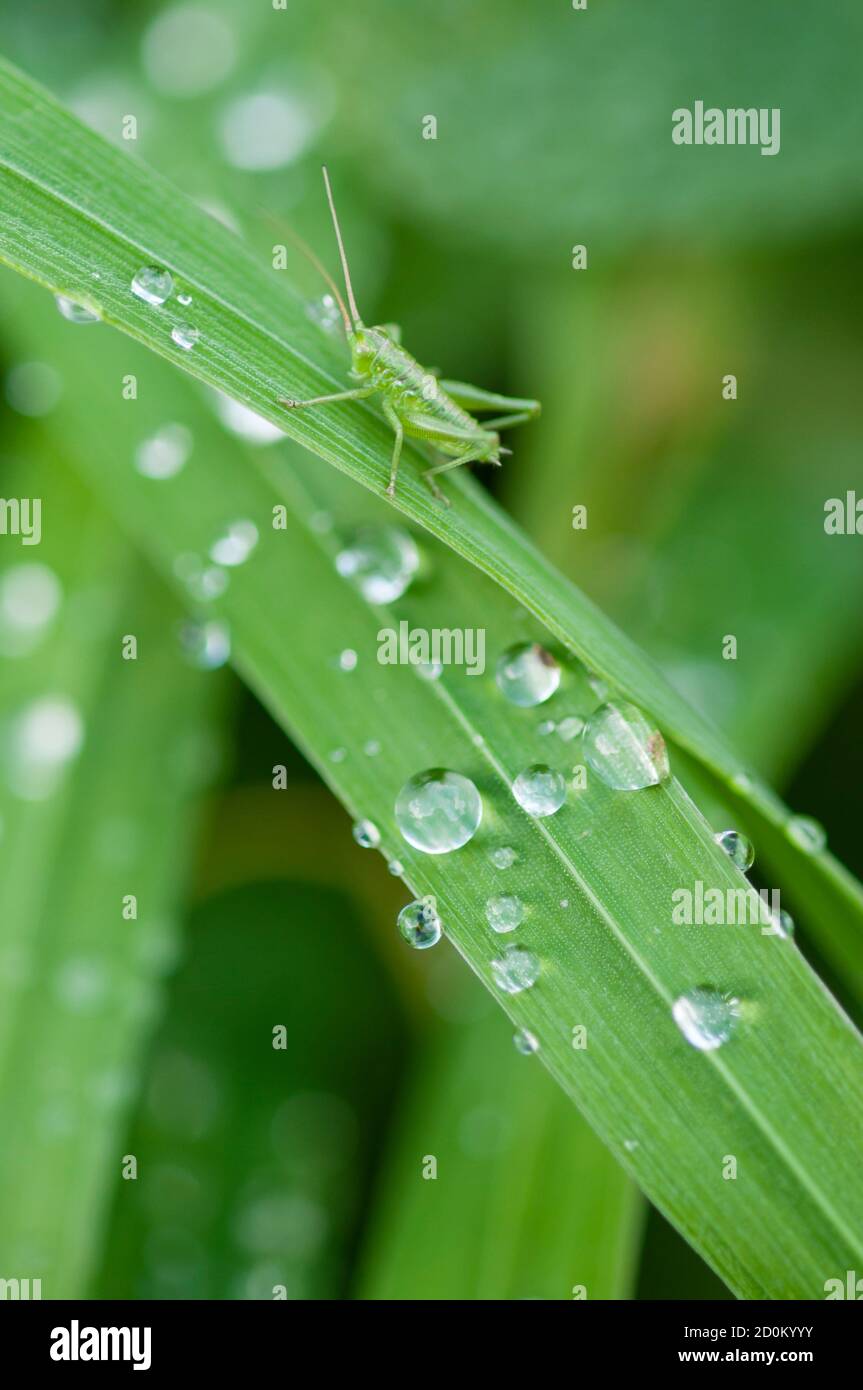 Nahaufnahme von Grashalmen mit Wassertropfen Und kleine Cricket Stockfoto