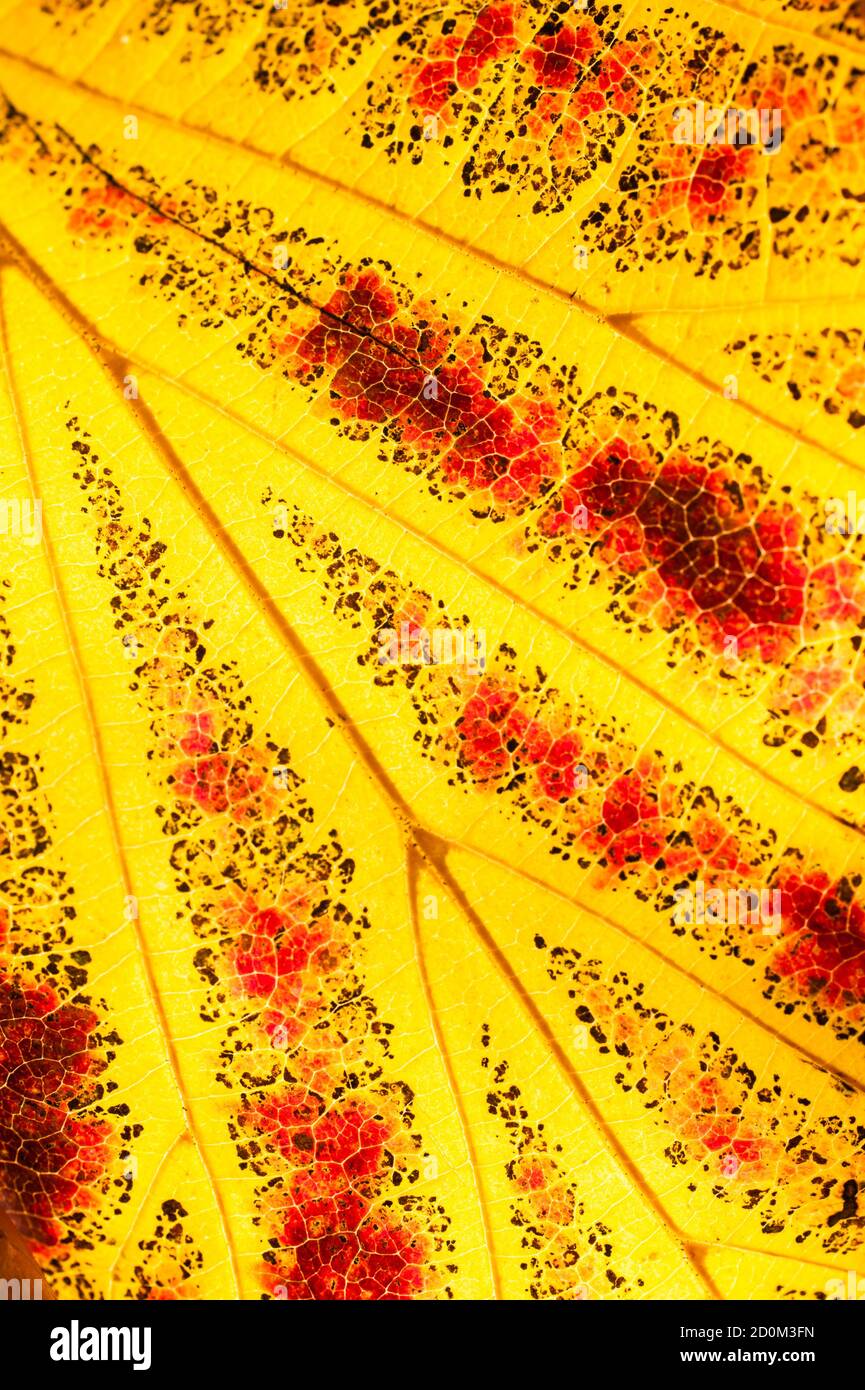 Parrotia persica Baum im Herbst, gemeinhin als persische Eisenholz, Laubbaum in der Familie Hamamelidaceae Stockfoto