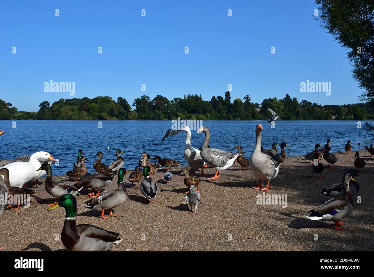 Enten und Gänse neben der Mere in Ellesmere, Shropshire, UK Stockfoto