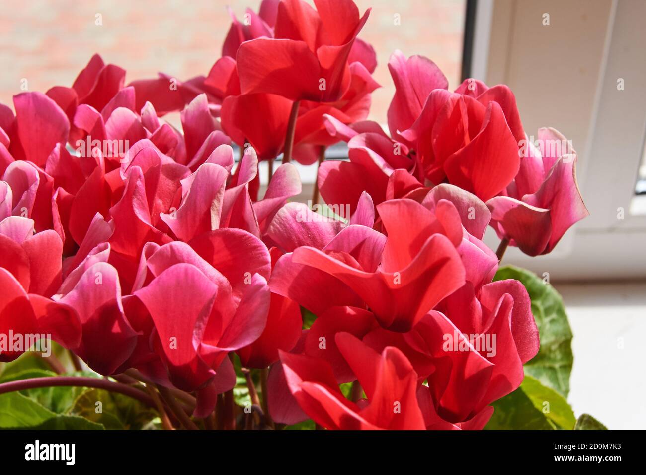 Schöne rosafarbene Cyclamen im Topf am Fenstersims. Heimische Blume, selektiver Fokus Stockfoto