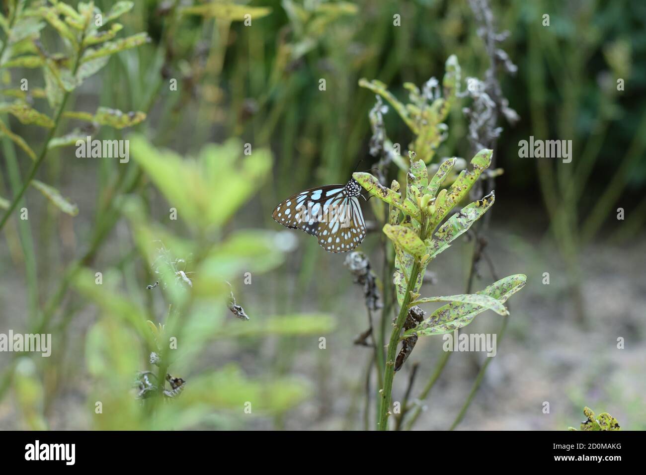 Nahaufnahme von bürstenfußigen Schmetterlingen in einem Garten Stockfoto