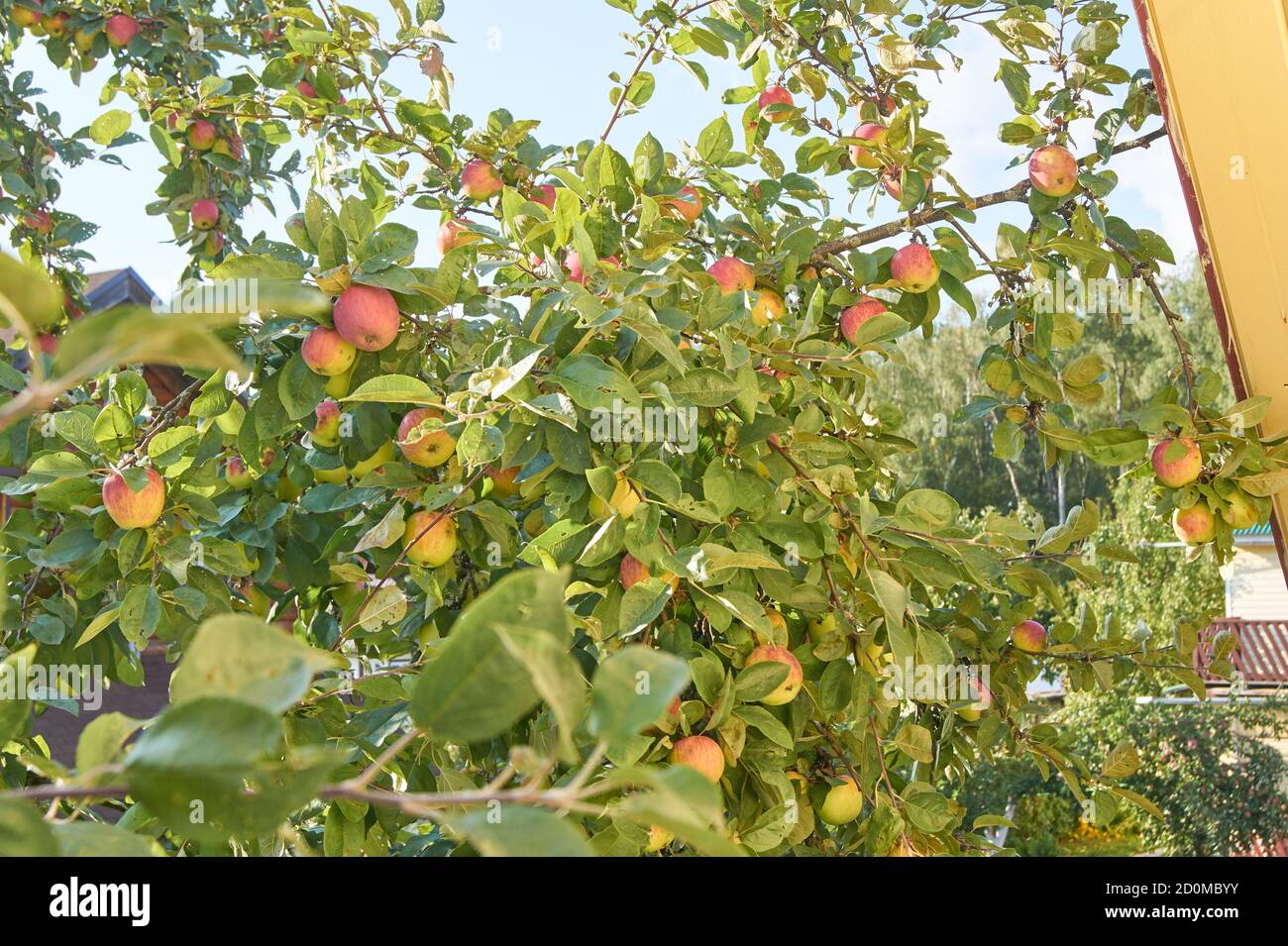 Roter leckerer Apfel. Glänzende, köstliche Äpfel, die an einem Ast in einem Apfelgarten hängen Stockfoto