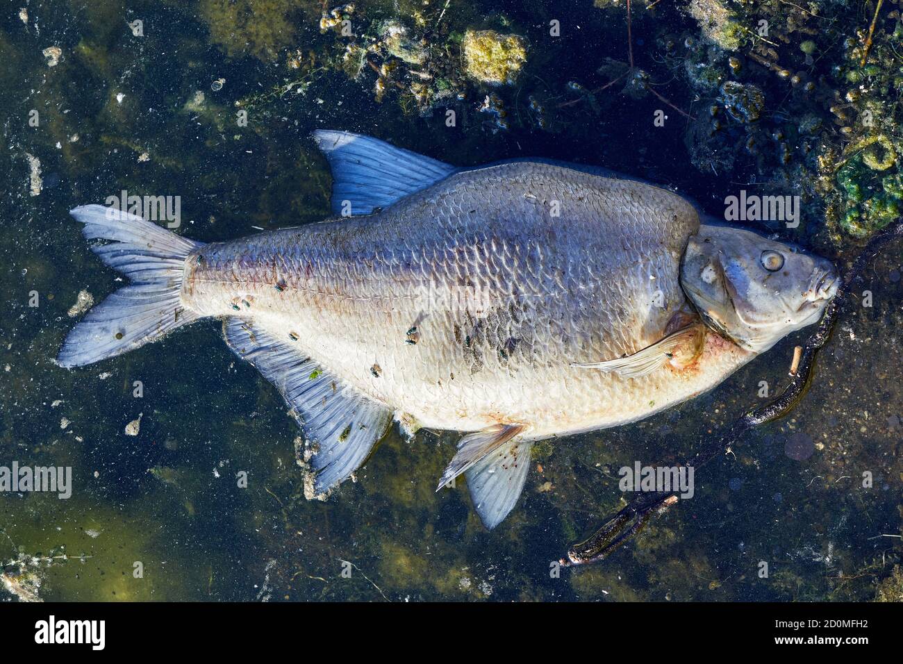 Toter Fisch, mit Fliegen, schwimmend im schmutzigen Wasser Stockfoto