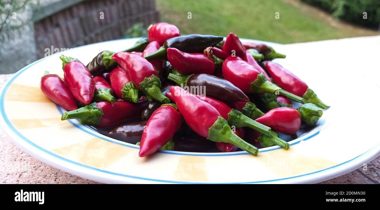 Kalabrische rote Chilis gerade gepflückt und bereit zum Trocknen. Stockfoto