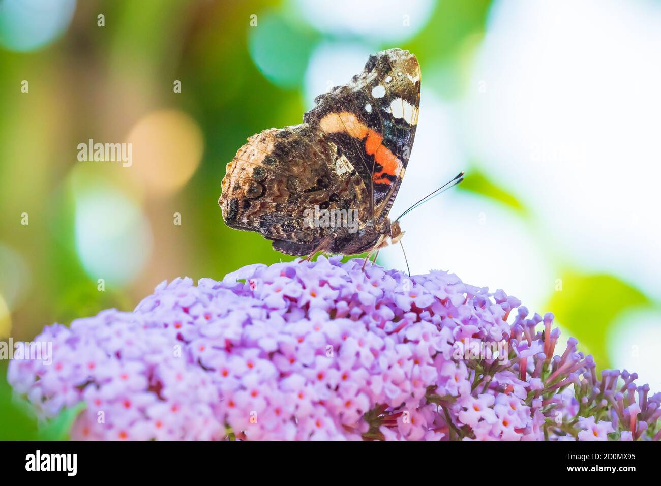 Vanessa atalanta, Red Admiral Schmetterling, Fütterung Nektar aus einer lila Schmetterling - Busch im Garten. Helles Sonnenlicht, lebhafte Farben. Stockfoto