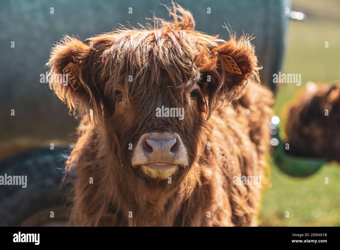 Porträt eines Kalbes. Stockfoto