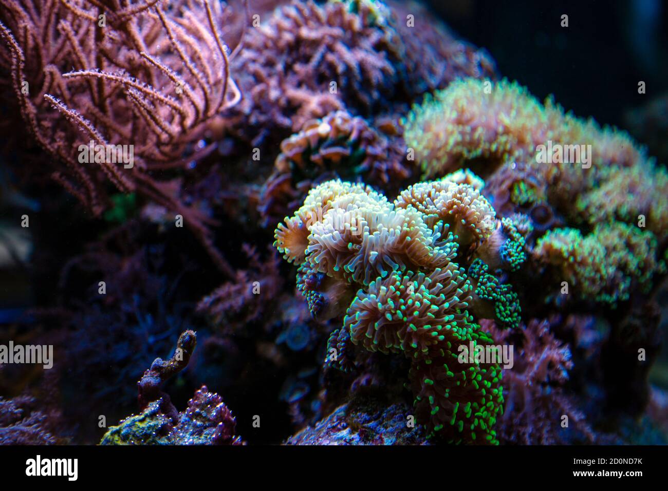 Korallen in einem Korallenriff Fischbecken Stockfoto