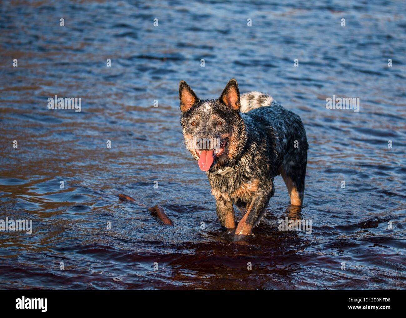 Australischer Rinderhund (Blue Heeler) In einer Lagune stehend und auf die Kamera schauend Stockfoto