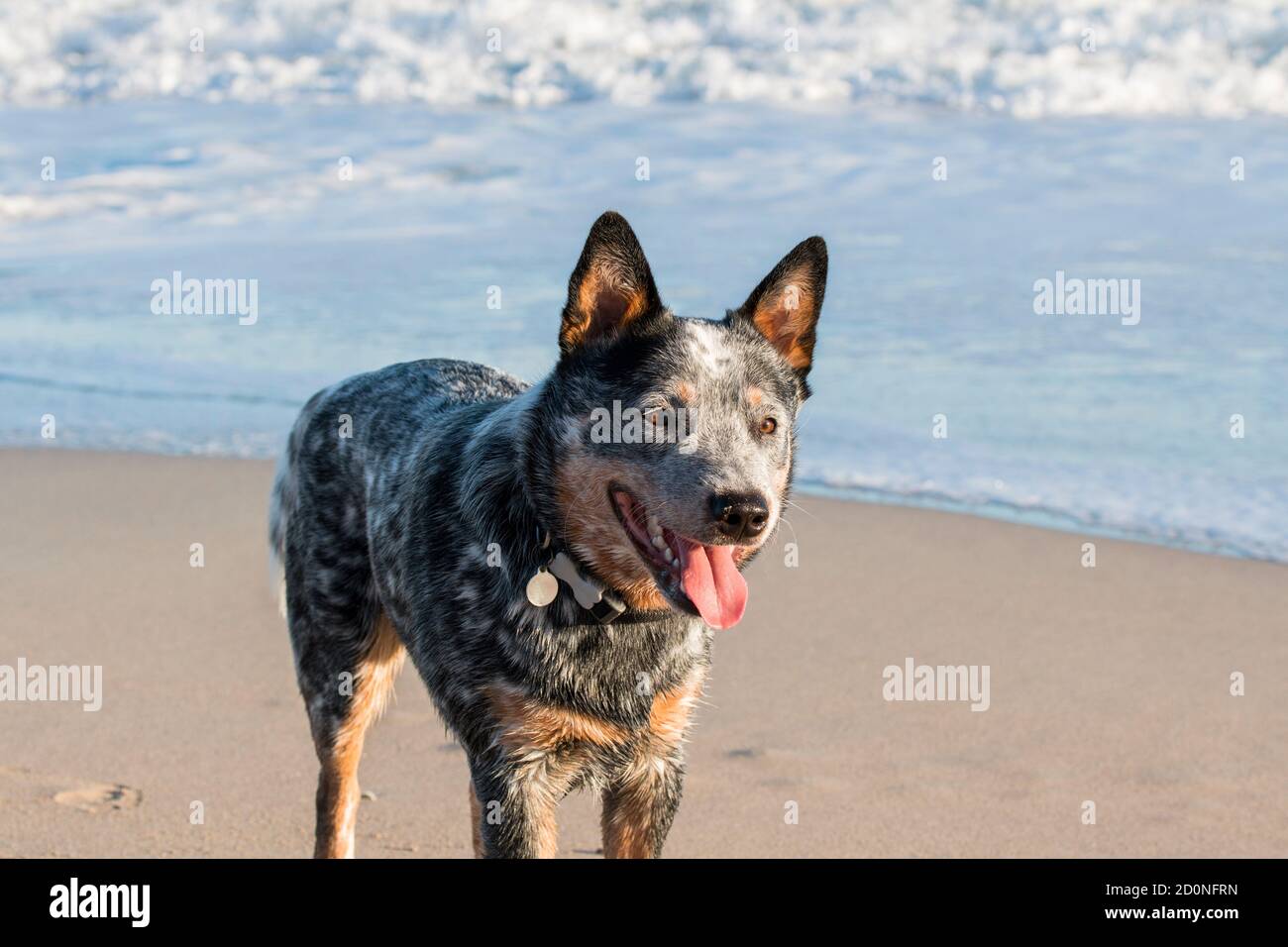 Australischer Rinderhund steht am Strand in der Sonne Nahaufnahme mit einer brechenden Welle im Hintergrund Stockfoto