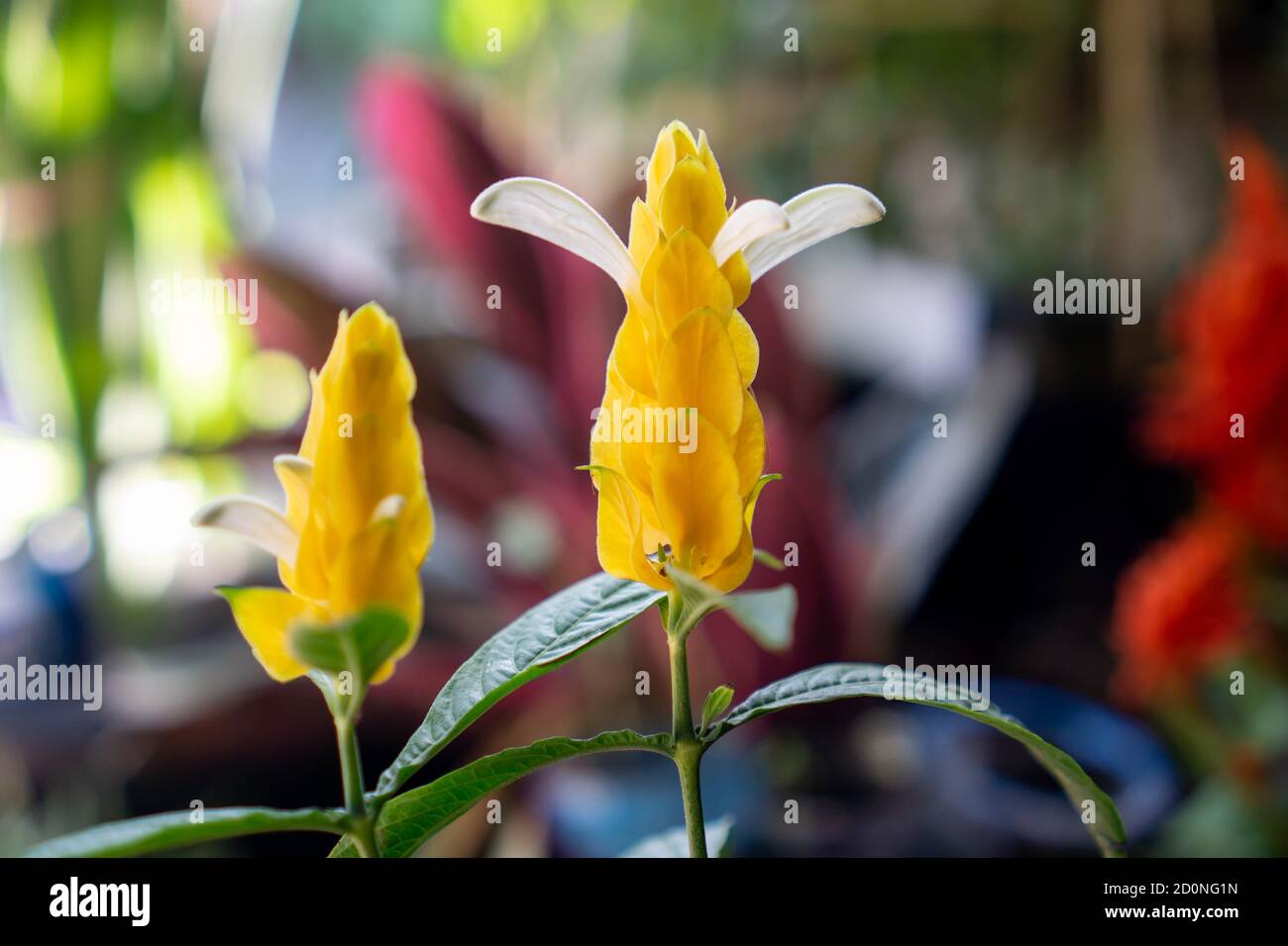 Pachystachys lutea, bekannt unter den gebräuchlichen Namen Lollipop Pflanze und Golden Shrimp Pflanze, ist eine subtropische, weich gestielte immergrüne Strauchgelbe Blume Stockfoto