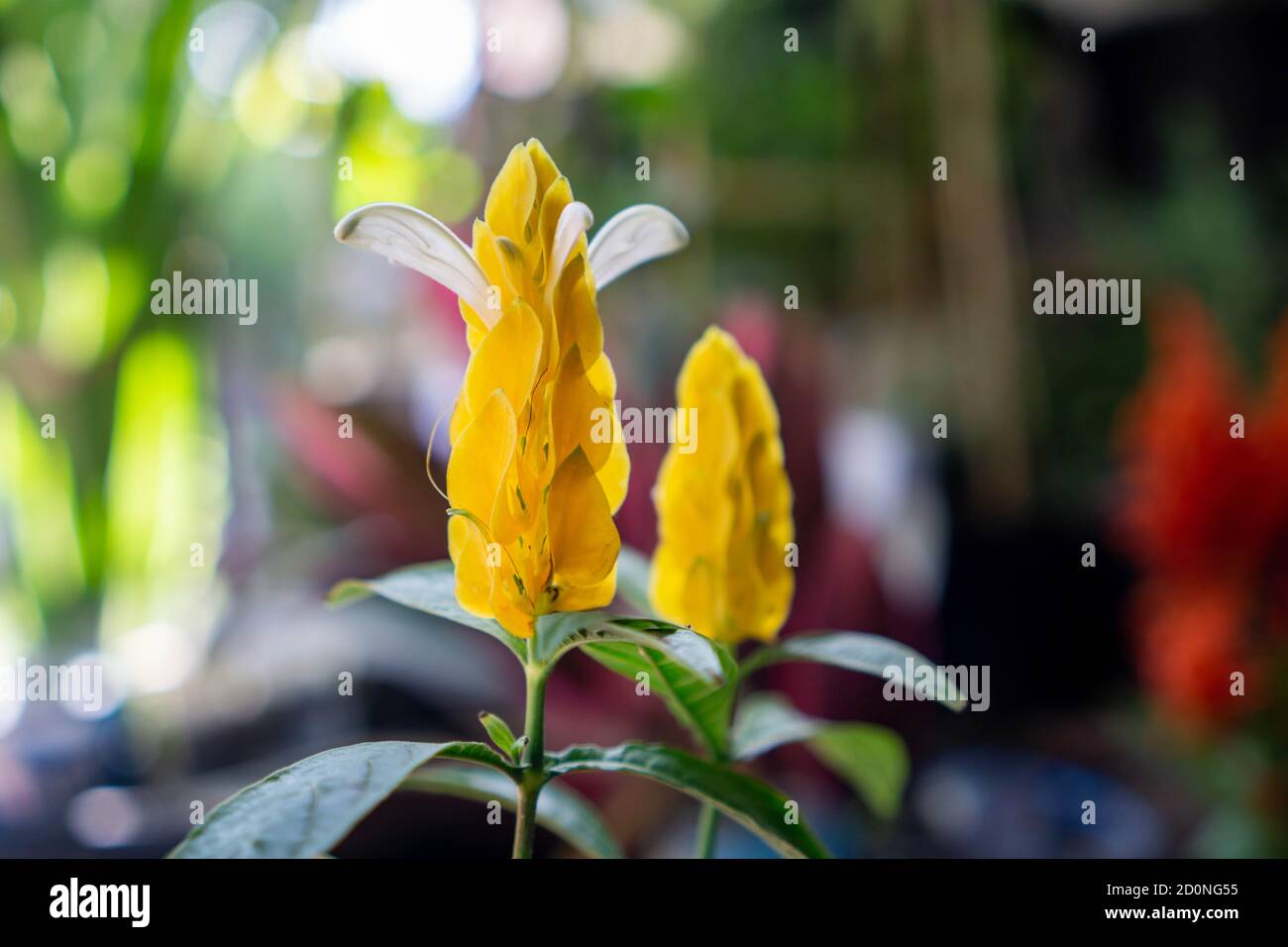 Pachystachys lutea, bekannt unter den gebräuchlichen Namen Lollipop Pflanze und Golden Shrimp Pflanze, ist eine subtropische, weich gestielte immergrüne Strauchgelbe Blume Stockfoto