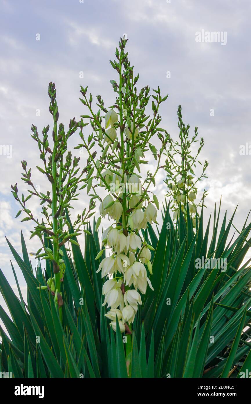 Schne tropische Pflanze mit weien blhenden Blten Stockfotografie - Alamy