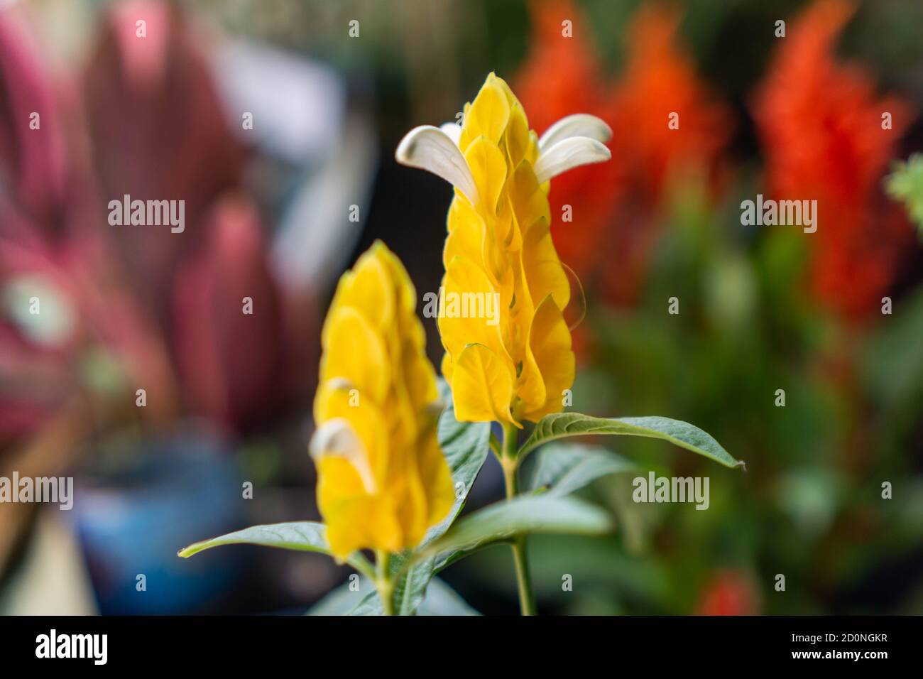 Pachystachys lutea, bekannt unter den gebräuchlichen Namen Lollipop Pflanze und Golden Shrimp Pflanze, ist eine subtropische, weich gestielte immergrüne Strauchgelbe Blume Stockfoto