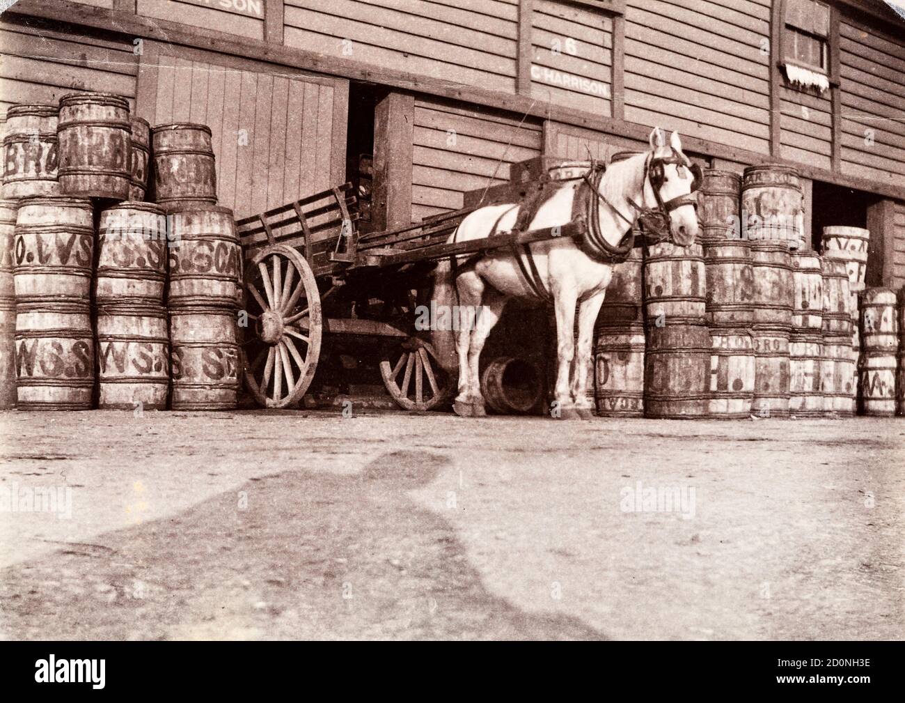 Fässer von frisch gefangenen Austern warten darauf, mit Pferd und Wagen vom Hafen in Scarborough, North Yorkshire, UK, um 1895 geliefert zu werden. Austern waren ein Grundnahrungsmittel in Großbritannien, vor allem für die Armen Stockfoto