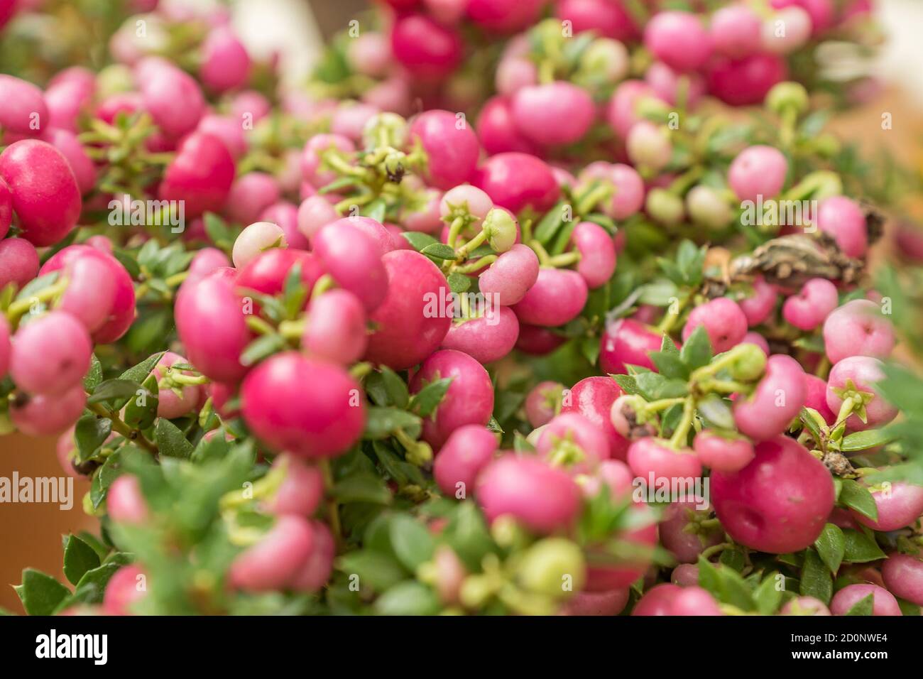 Pernettya mucronata immergrüner Strauch mit rosa Beeren. Herbstpflanze im  Tonblumentopf Stockfotografie - Alamy