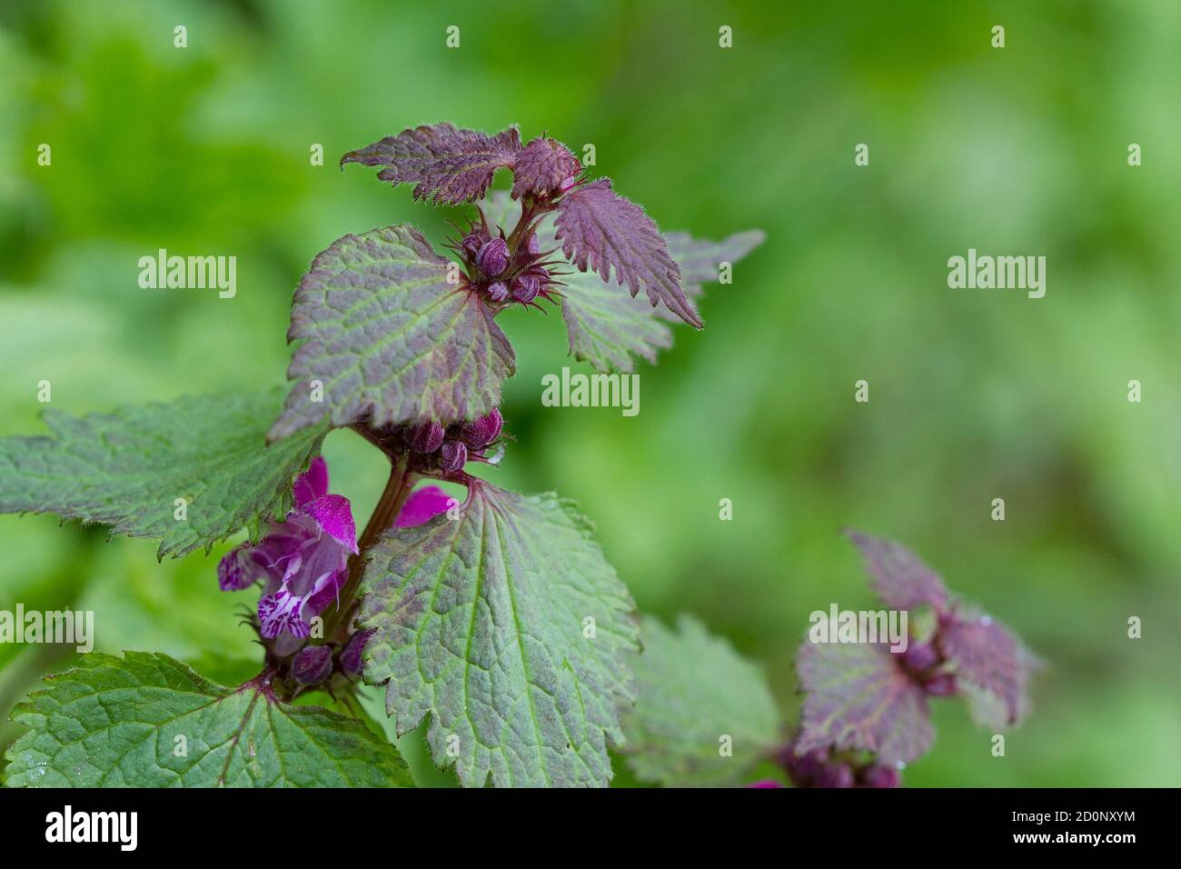 Blüten der gefleckten Taubnessel (Lamium maculatum) Stockfoto