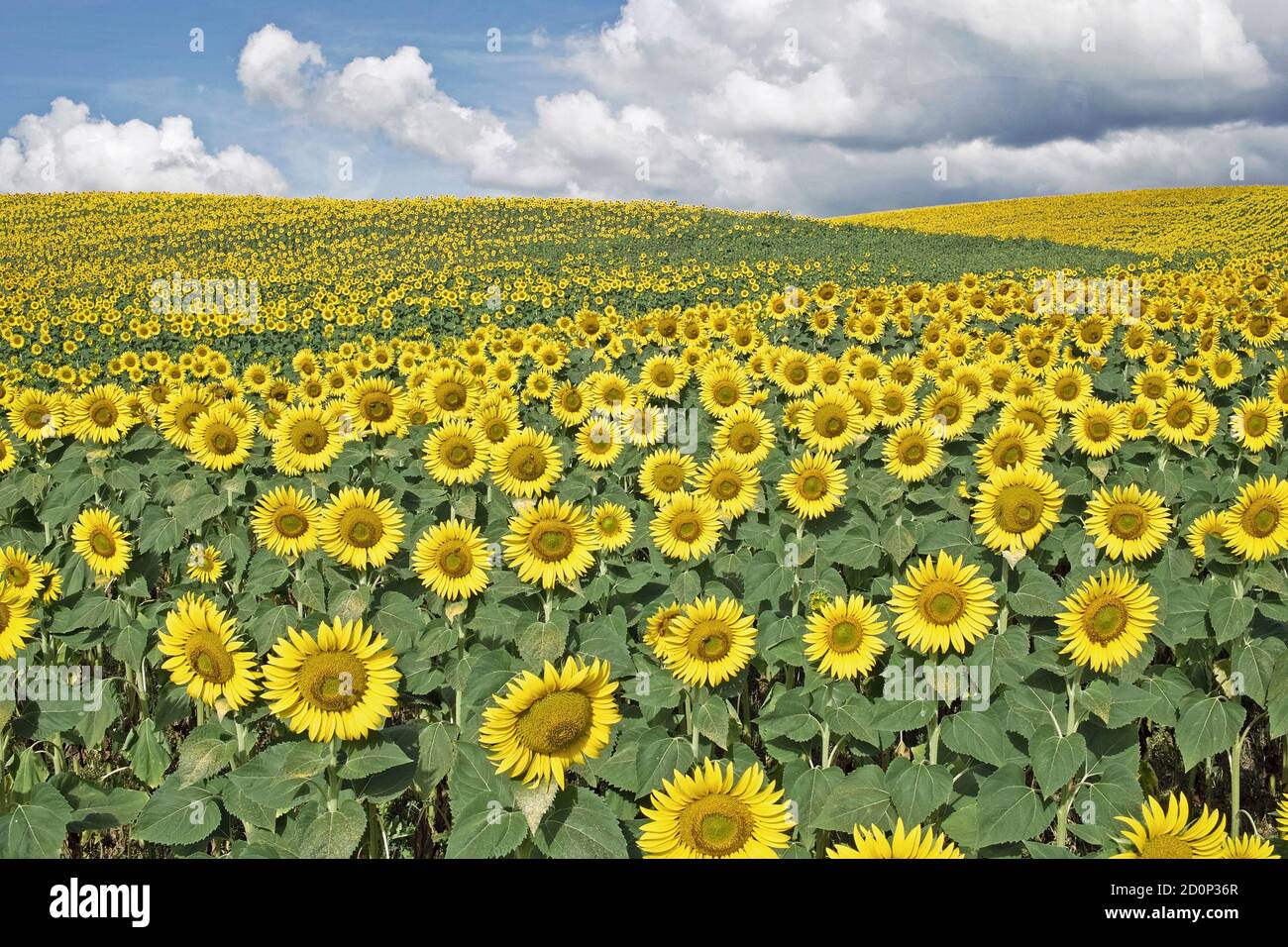 Großes Feld von Sonnenblumen in Blüte Stockfoto