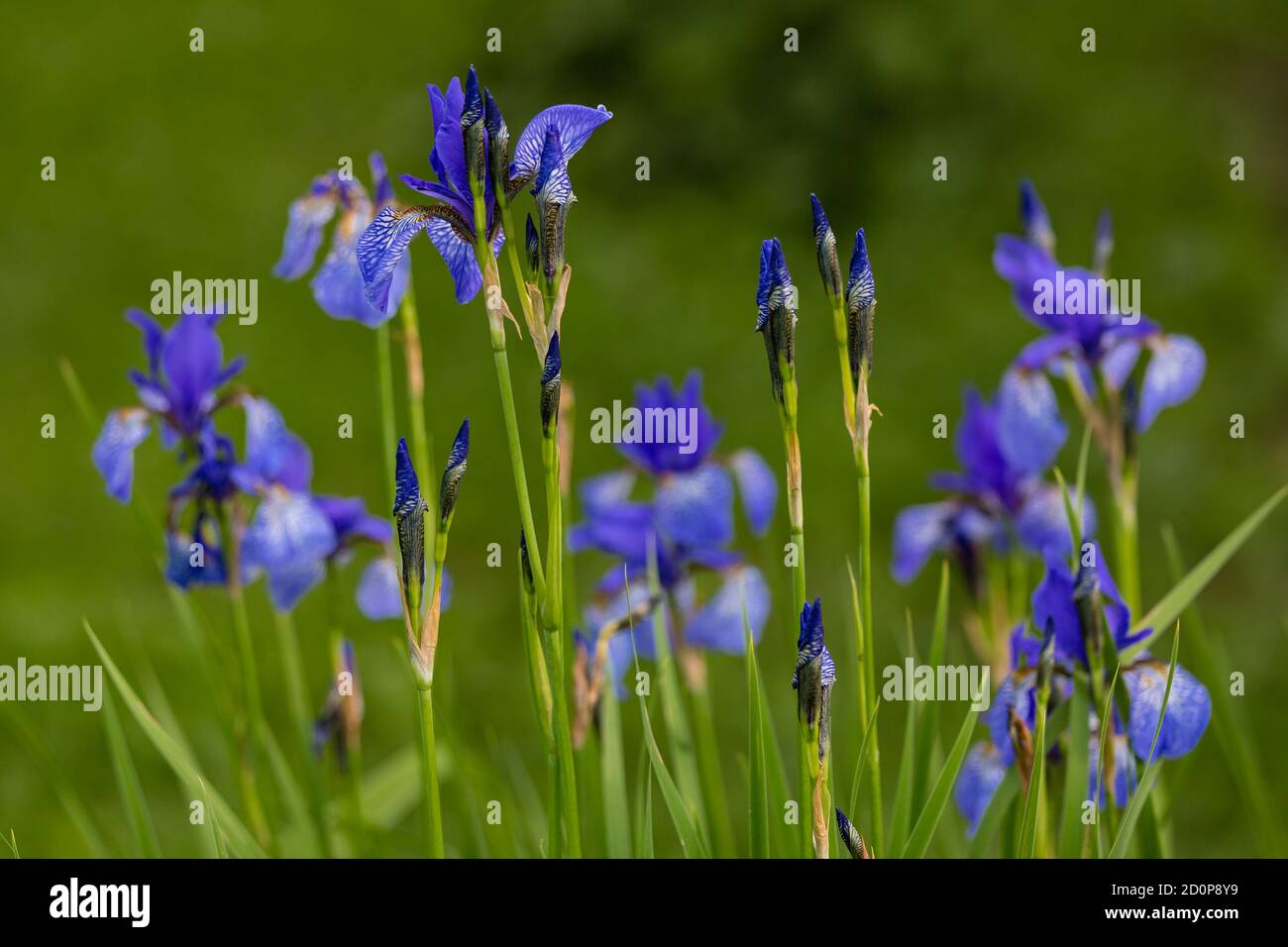 Blaue Iris auf einem verschwommenen grünen Hintergrund Stockfoto