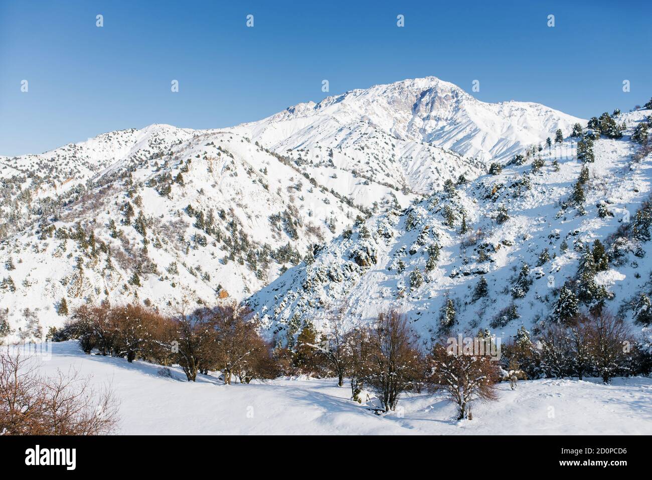 Winter im Skigebiet Usbekistan Beldersay. Berge und Bäume im Schnee Stockfoto