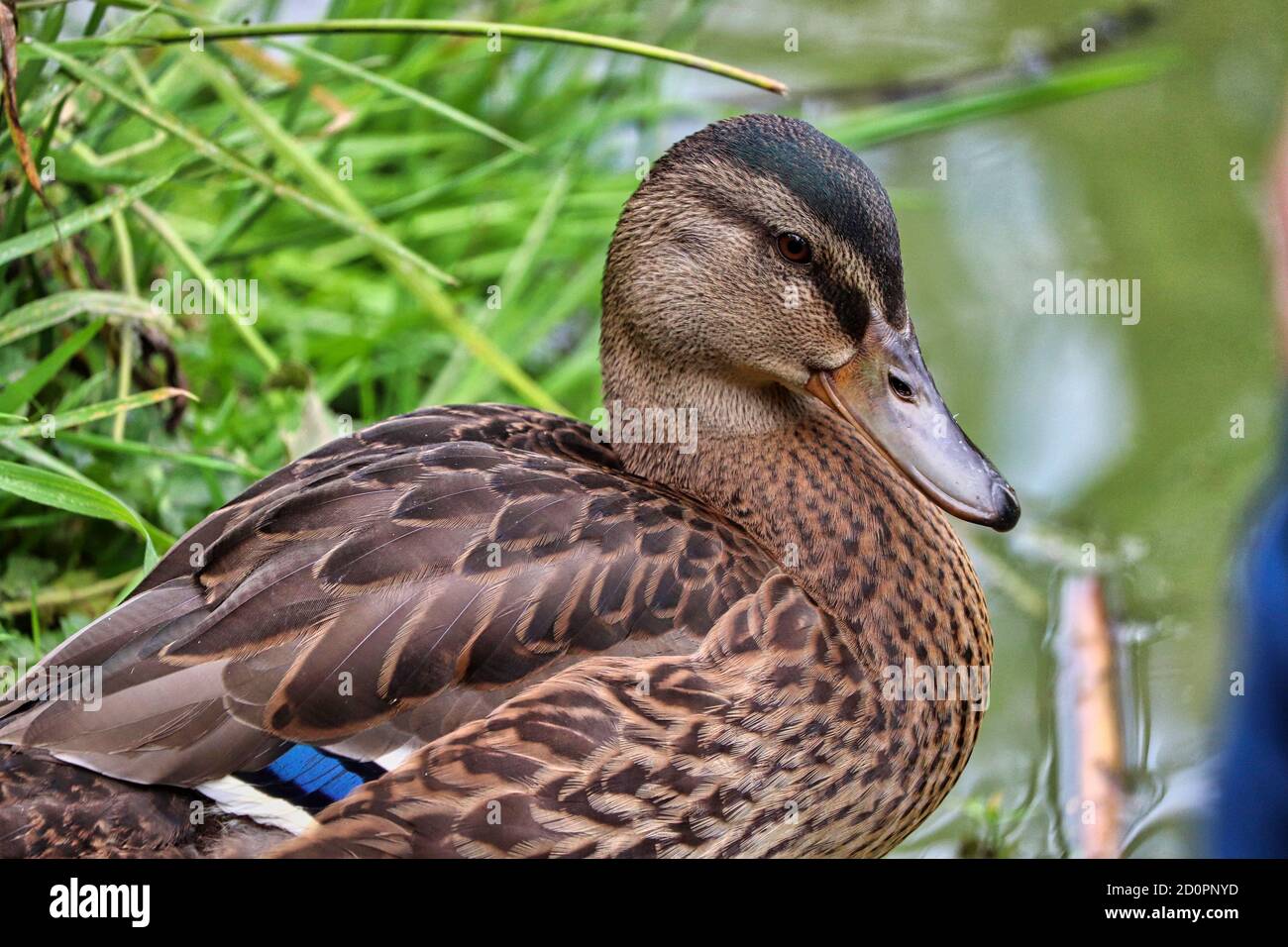 Ente in einem Park Stockfoto