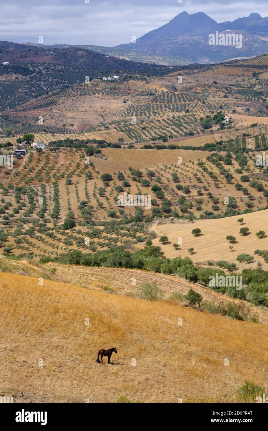 Blick über die Landschaft von Axarquia von Los Romanes, Andalusien, Costa del Sol, Spanien Stockfoto